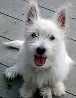 Afficher plus d’images de West Highland white terrier