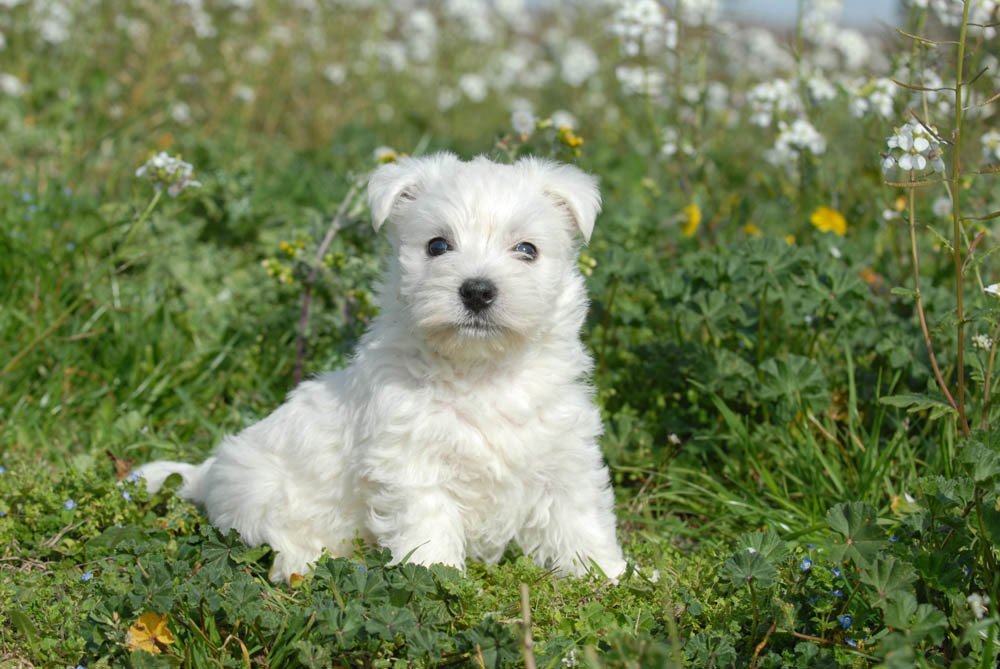 Westie : caractère et éducation – Ooreka