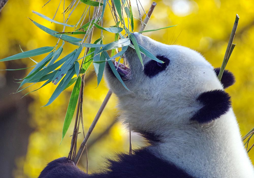 5 choses à savoir sur les pandas - Parlons peu parlons Science