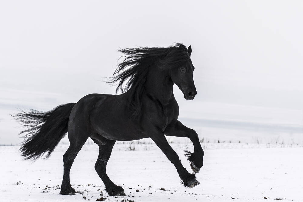 Résultat d’images pour cheval