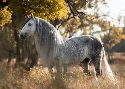 Résultat d’images pour chevaux