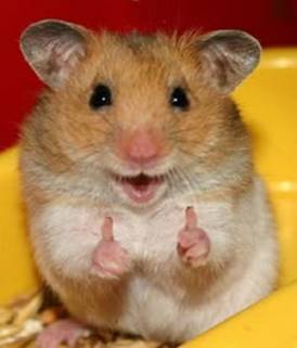 Ein Bild, das Hamster, Säugetier, Maus, Nagetier enthält.KI-generierte Inhalte können fehlerhaft sein.