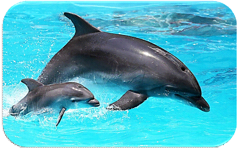 Ein Bild, das Säugetier, Aquatische Säugetiere, Delphin, Meeressäuger enthält.KI-generierte Inhalte können fehlerhaft sein.