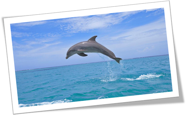Ein Bild, das Säugetier, Aquatische Säugetiere, Delphin, Himmel enthält.
KI-generierte Inhalte können fehlerhaft sein.