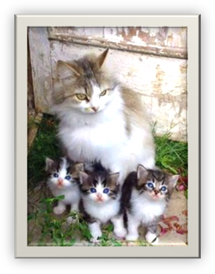 Une image contenant chat, mammifre, chat domestique, Chats petite et moyenne taille

Le contenu gnr par lIA peut tre incorrect.