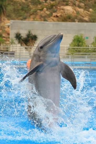 200+ photos de dauphins | Téléchargez des images gratuites sur Unsplash