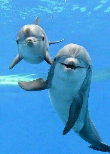 310 idées de Dauphins | dauphin, animaux aquatiques, image de dauphin