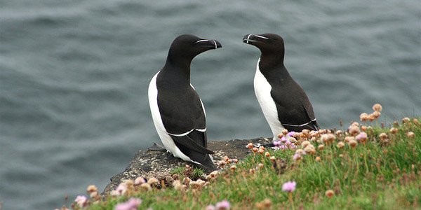 Le pingouin : description, lieu de vie, alimentation, reproduction des ...