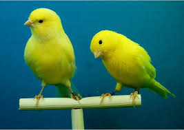 Oiseau canari en cage en train de se nourrir et de se percher sur des  bâtons et des fils de bois. Oiseaux de Serinus canaria, Vidéothèque Y  compris : animal et aves -