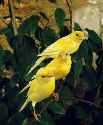 Canari : découvrez le petit oiseau au chant lumineux