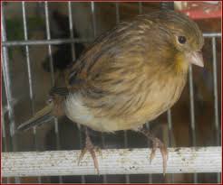 692 Photos de Canaris Oiseaux - Photos de stock gratuites et libres de  droits de Dreamstime