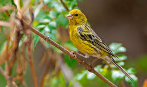 Le canari, l'oiseau totem des Canaries - Canaries Tourisme
