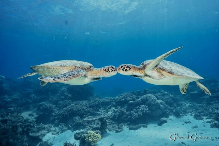 Sea Turtles kissing by Gabriel Guzman | Images instagram
